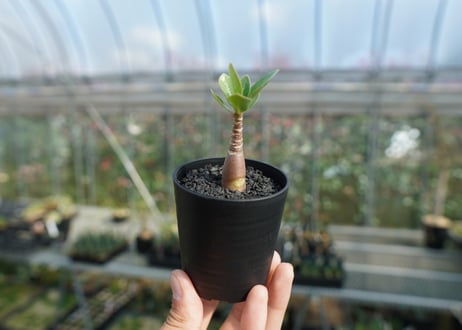 アデニウム　Adenium  No.8
