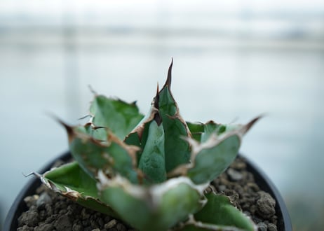 アガベ　チタノタ　 ブラックアンドブルー 　Agave titanota black and blue No.2