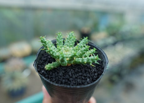 ユーフォルビア　ゴルゴニス　Euphorbia gorgonis  No.4