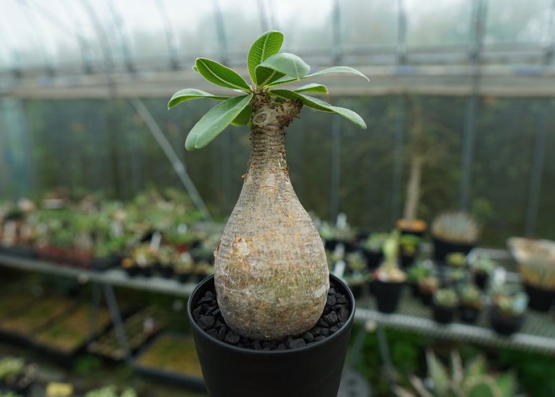 パキポディウム マカイエンセ Pachypodium makayense No.5 | man パキポディウム マカイエンセ Pachypodium makayense No.5 | man