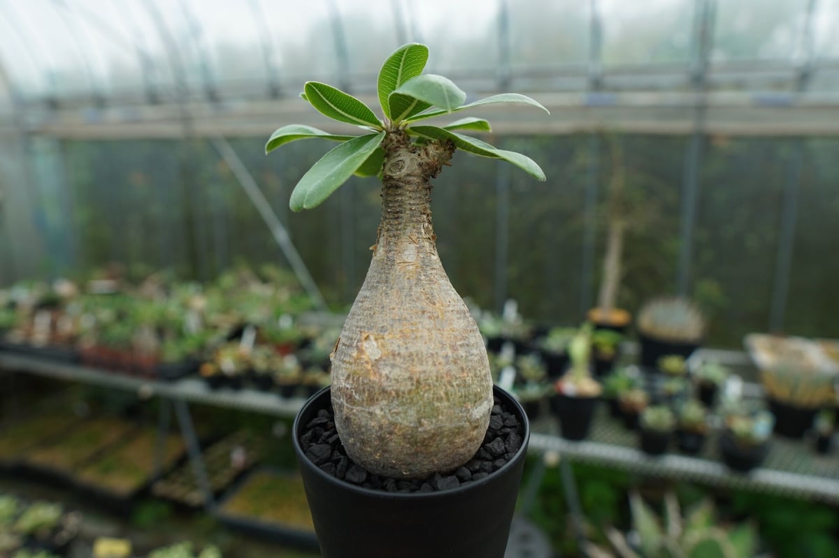 塊根植物 パキポディウム マカイエンセPachypodium Makayense 落葉中】パキポディウム マカイエンセ / Pachypodium makayense | D