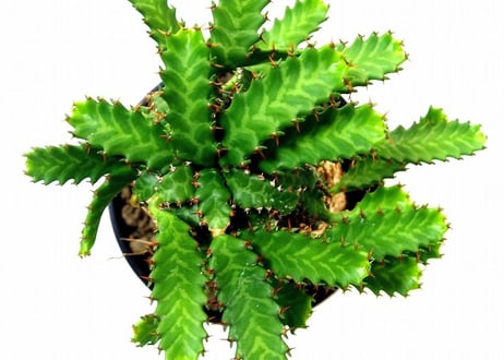 ユーフォルビア ステラータ 飛竜  Euphorbia stellata