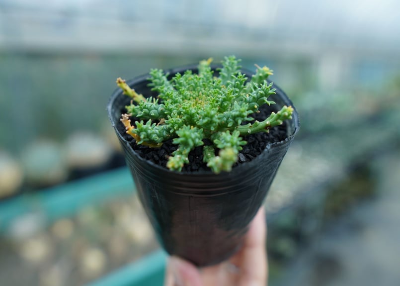 ユーフォルビア・ゴルゴニス（大） ユーフォルビア ゴルゴニス Euphorbia gorgonis No.3 | mana's