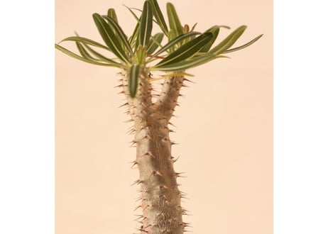 Pachypodium Gracilius パキポディウム  グラキリス  実生  No.2