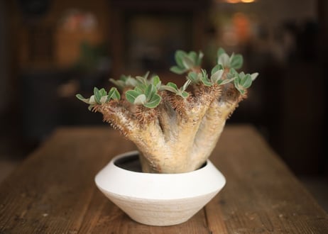 パキポディウム　デンシフローラム　Pachypodium densiflorum
