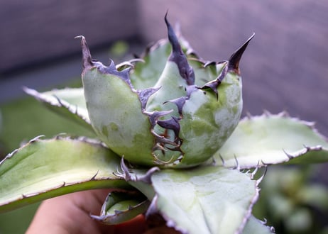 Agave B&B C NO.2