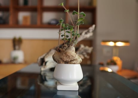 上海の女王　Sinningia tubiflora