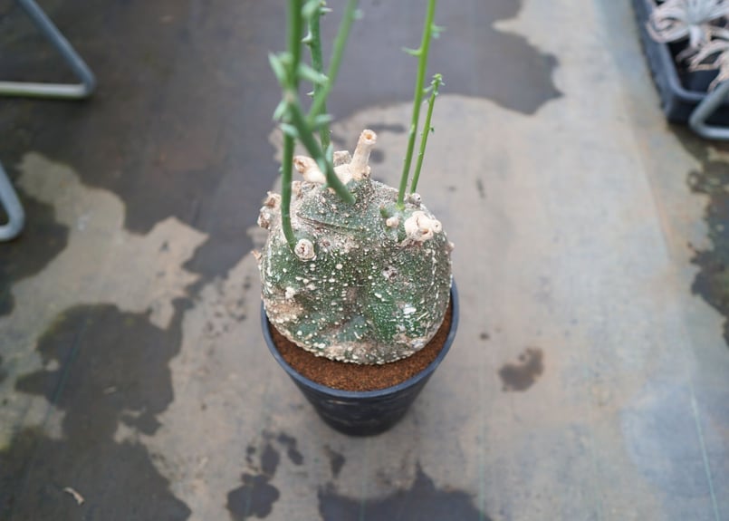 アデニア グロボーサ 《4》 | mana's farm:塊根植物・アガベ・ドライ