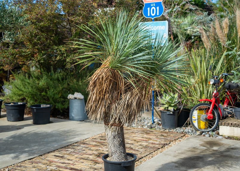 トリプルヘッドの超希少個体】ユッカ ロストラータ | mana's farm:塊根