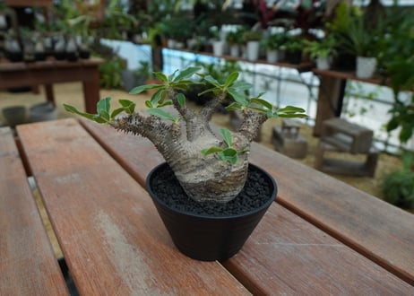 パキポディウム マカイエンセ　Pachypodium makayense　No.5