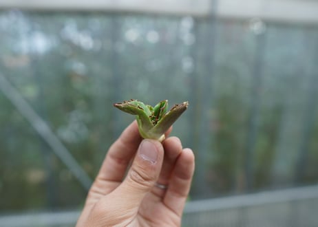 【抜き苗】アガベ　チタノタ　白鯨 from台湾　Agave titanota White whale  No.2