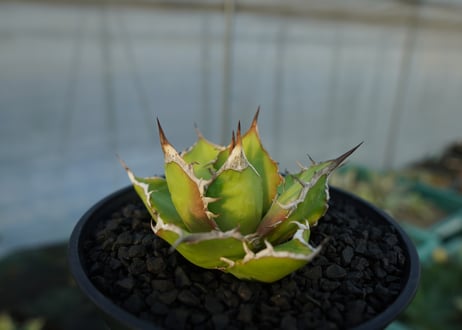 アガベ　チタノタ　Agave titanota　No.4