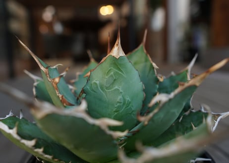 アガベ　チタノタ　FO-76　Agave titanota ”FO-76"　No.2