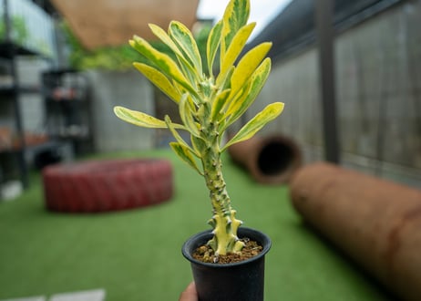 ユーフォルビア　キリン角錦