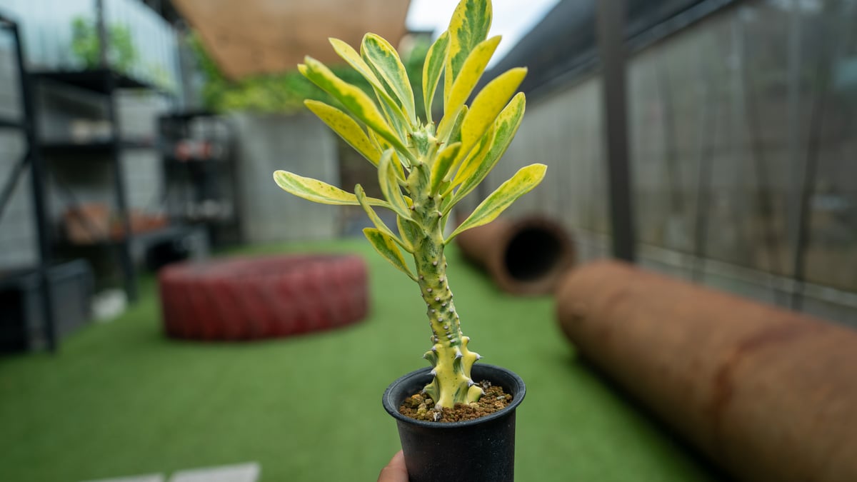 20頭↑ Bonsai 八岐大蛇ヤマタノオロチ ユーフォルビアキリンドリフォリア - 植物/観葉植物