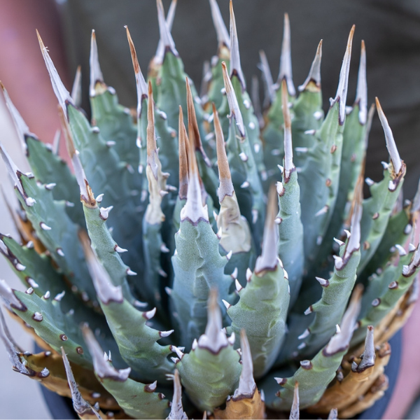 ユタエンシスの魅力に迫る！ | mana's farm:塊根植物・アガベ