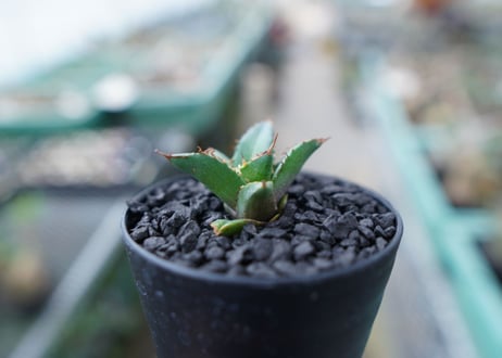 アガベ　チタノタ　FO-76　Agave titanota  FO-76　No.30