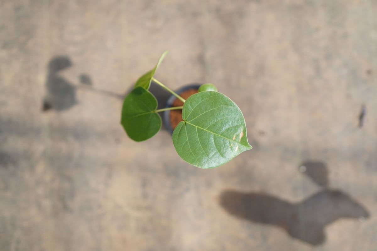 ボンバックス | mana's farm:塊根植物・アガベ・ドライガーデン植物