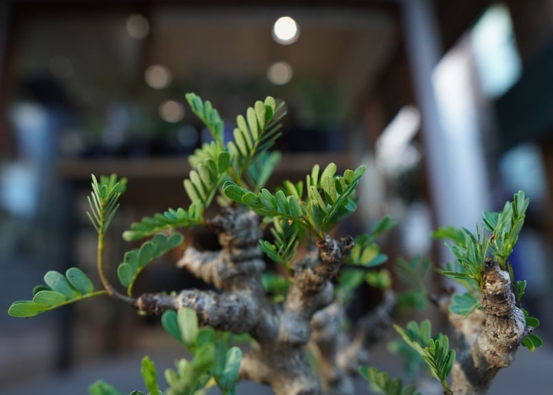 センナ メリディオナリス Senna meridionalis | mana's farm:塊