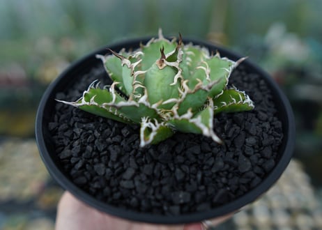 アガベ　チタノタ　フィリグリー　agave titanota filigree　No.4