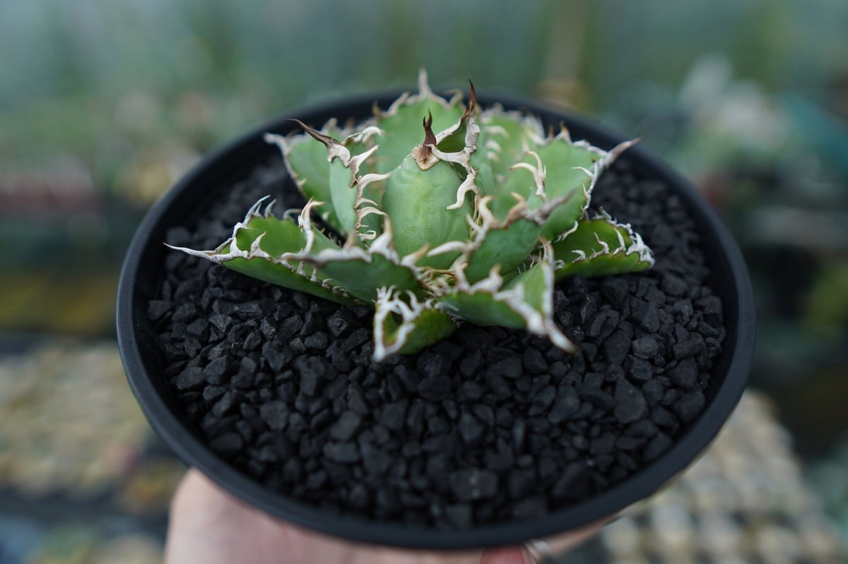 アガベ　チタノタ　オテロイ　フィリグリー　超ミニ　4 アガベ チタノタ フィリグリー agave titanota filigree No.4 |