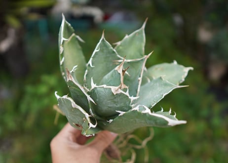 Agave titanota 白鯨 C NO.1
