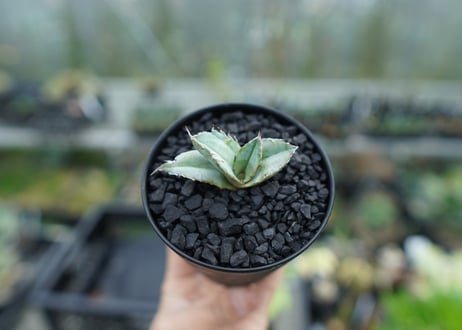 アガベ　チタノタ　ホワイトアイス 　agave titanota whiteice