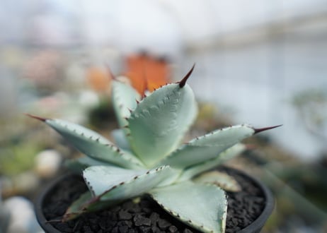 アガベ　ドラゴントゥース　Agave Dagontoes　No.2