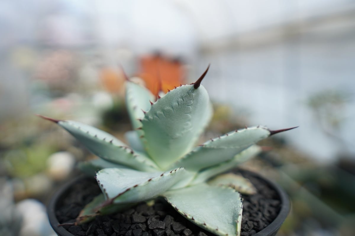 アガベ ドラゴントゥース クレスト 綴化2頭個体 縞斑 アガベ ドラゴン