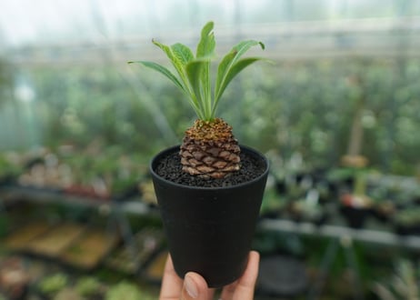 【雌株】ユーフォルビア　鉄甲丸　Euphorbia  bupleurifolia