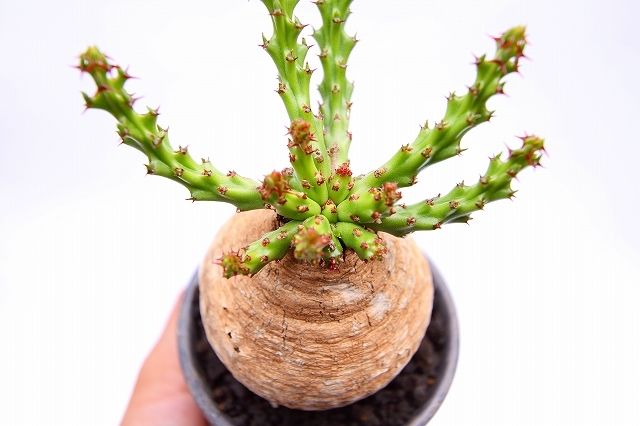 b*.様 希少ユーフォルビア・デシドゥア 個性的な幹立ち多肉植物 isla del pescado - Euphorbia decidua-蓬莱島