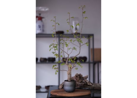 Bursera fagaroides