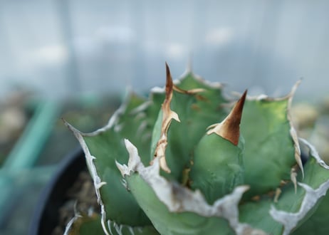アガベ チタノタ R agave titanota R