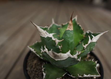 アガベ　チタノタ　白火焔　agave titanota white fire