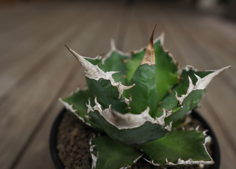 アガベ チタノタ 白火焔 agave titanota white fire | mana's アガベ チタノタ 白火焔 agave titanota white fire | mana's