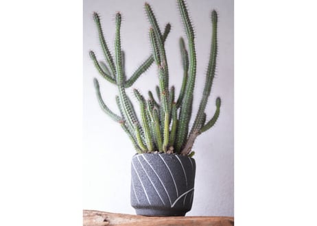 Euphorbia baioensis