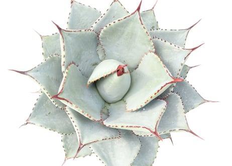 Agave pygmaea 'Dragon Toes'
