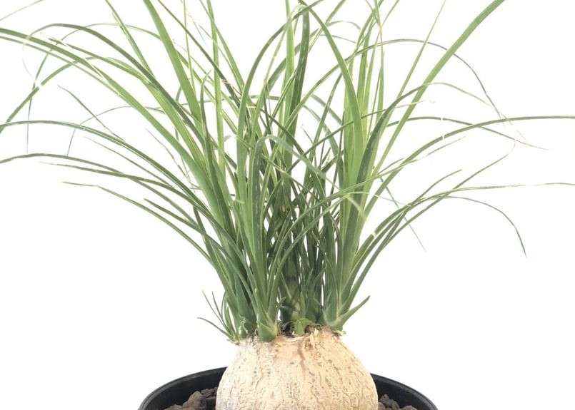 トックリラン ノリナ | mana's farm:塊根植物・アガベ・ドライガーデン