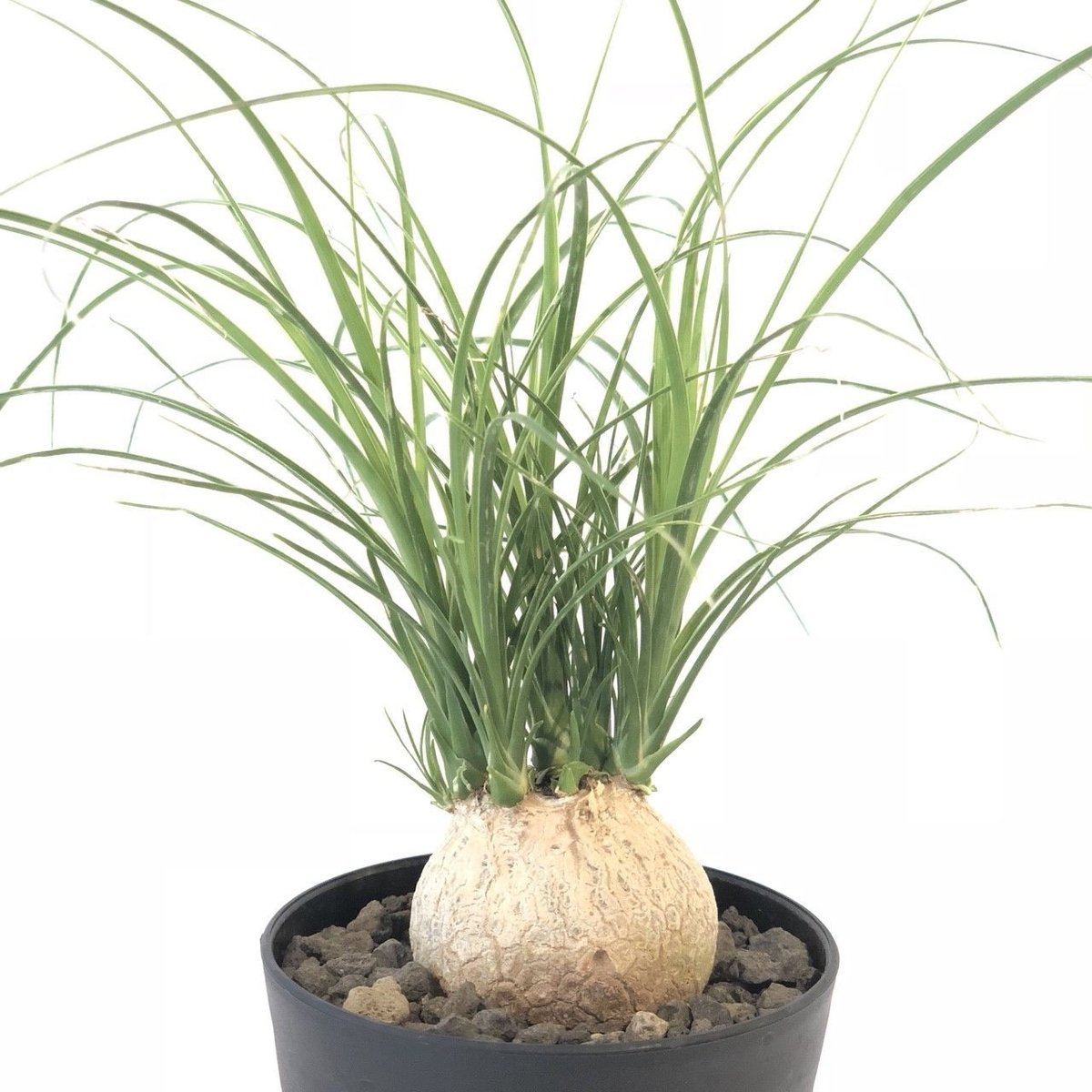 トックリラン ノリナ | mana's farm:塊根植物・アガベ・ドライガーデン