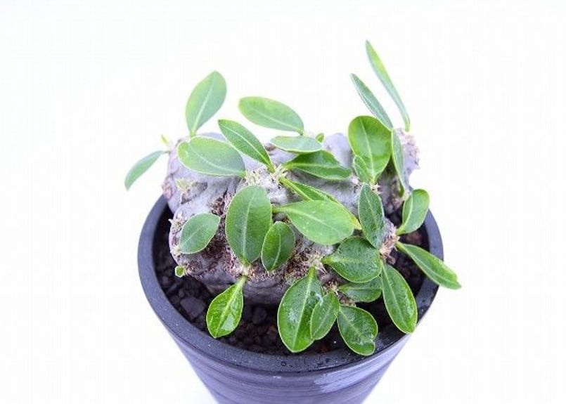 パキポディウム 恵比寿笑い | mana's farm:塊根植物・アガベ・ドライ