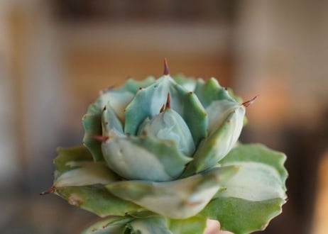 アガベ　王妃雷神錦　白中斑　Agave　“Ohi Raijin Nishiki Shironakahu”