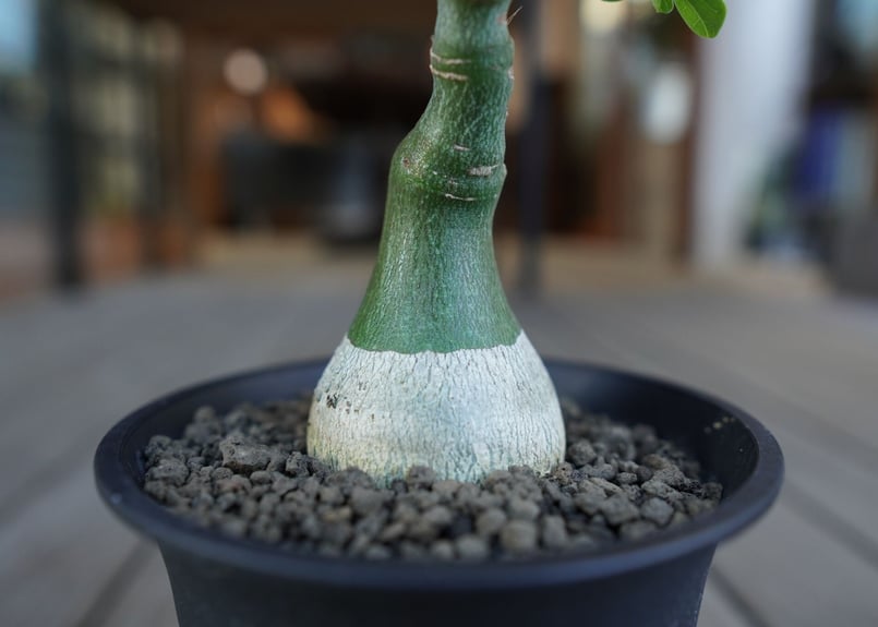 アデニア グラウカ Adenia glauca | mana's farm:塊根植物