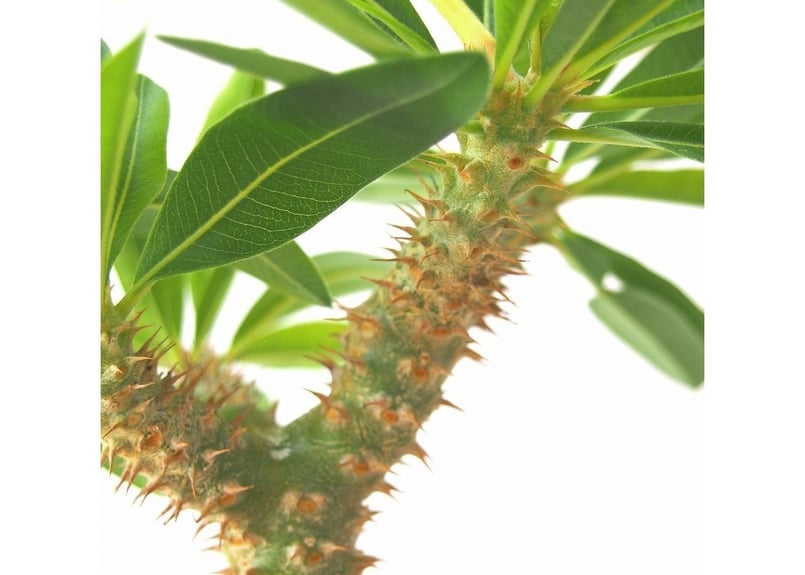 Pachypodium makayense パキポディウム マカイエンセ 魔界玉 | mana