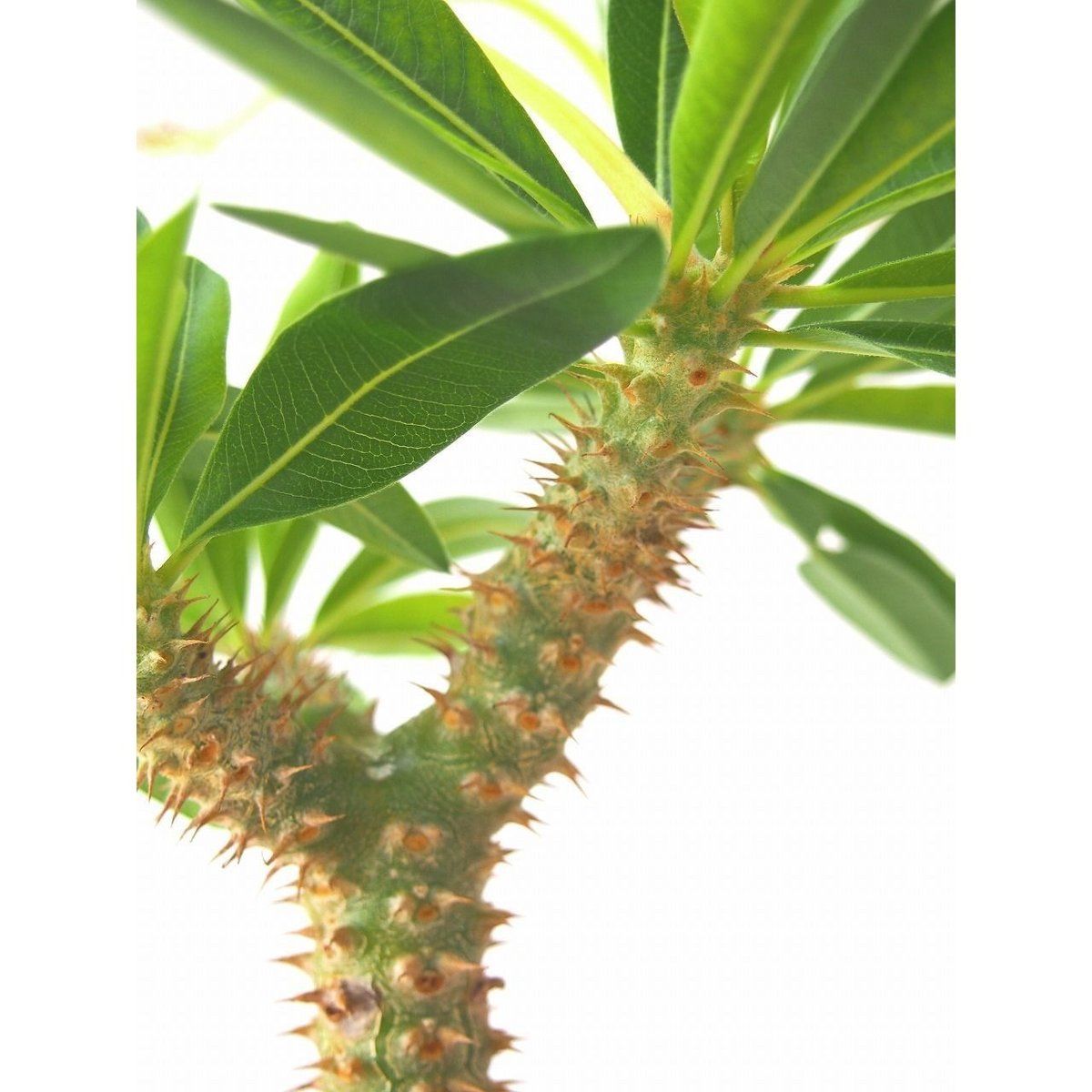 Pachypodium makayense パキポディウム マカイエンセ 魔界玉 | mana