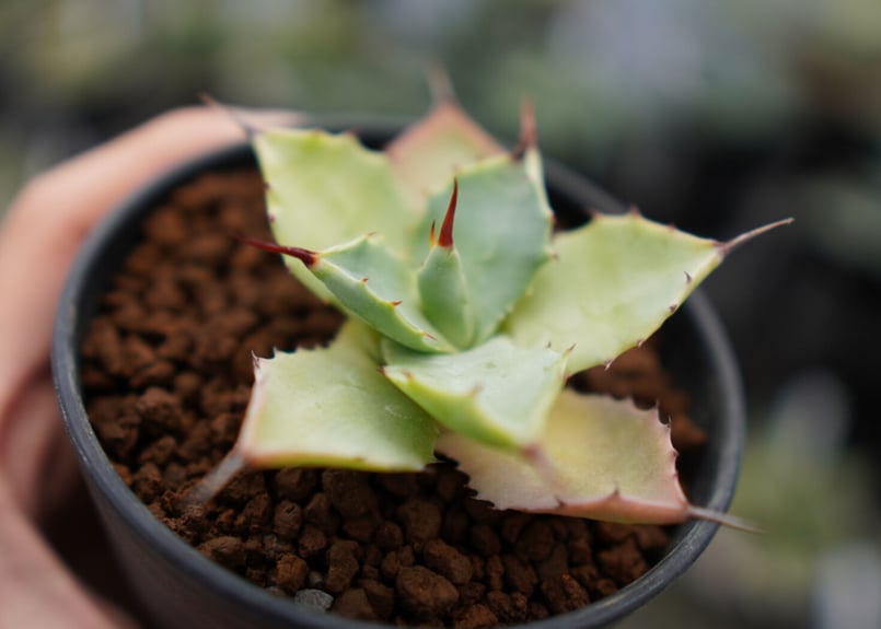 アガベ★雷神塊 アガベ 雷神 《2》 | mana's farm:塊根植物・アガベ・ドライガーデン