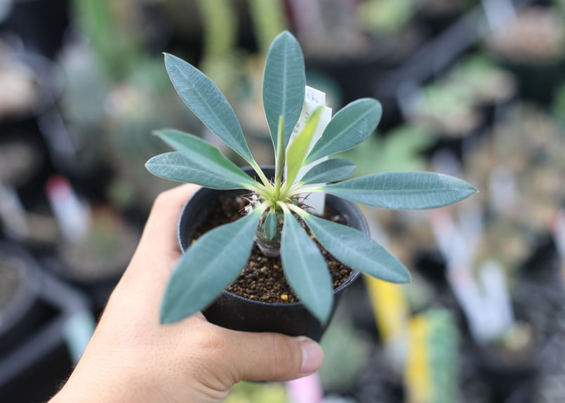 ユーフォルビア パキポディオイデス | mana's farm:塊根植物・アガベ