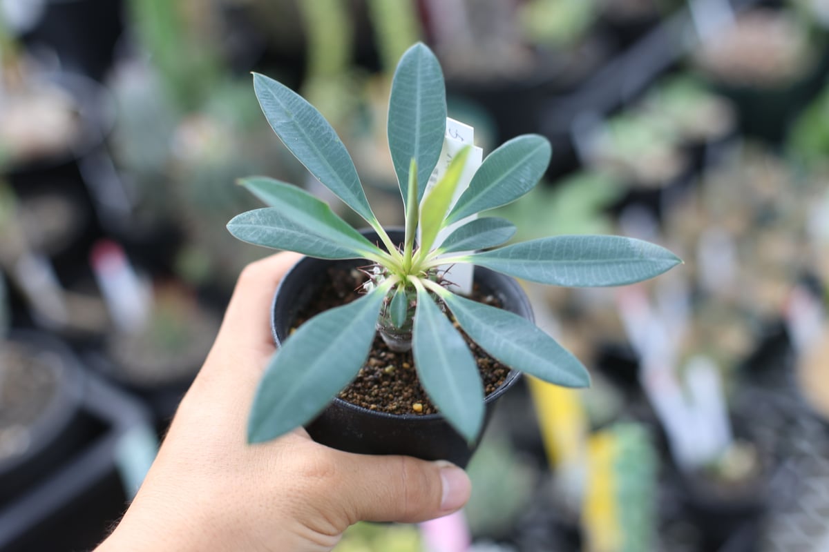 ユーフォビア パキポディオイデス 発根済 現状株 塊根植物