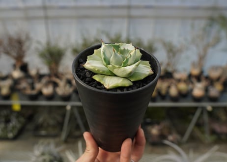 アガベ　王妃雷神錦　白中斑　Agave　“Ohi Raijin Nishiki Shironakahu”   No.1