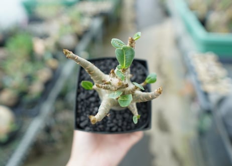アデニウム　Adenium　No.4