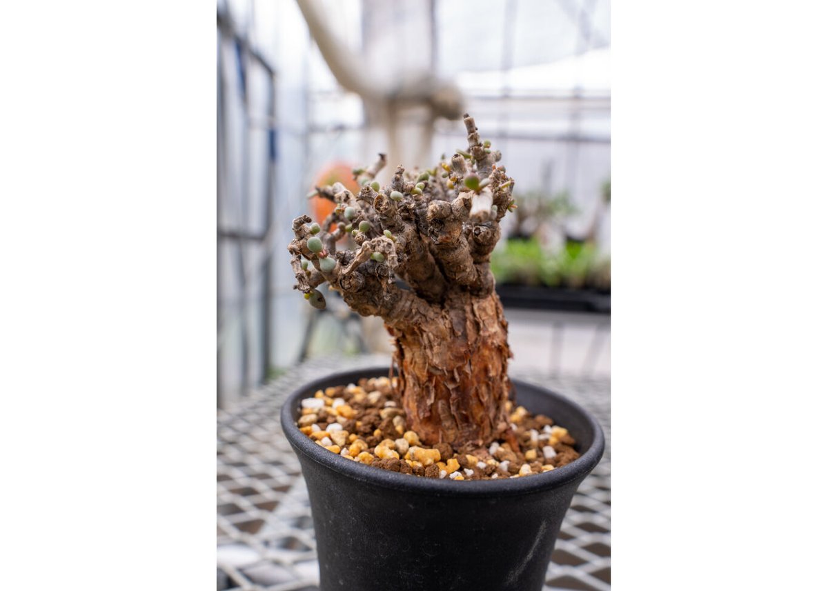 ケラリア ピグマエア | mana's farm:塊根植物・アガベ・ドライガーデン